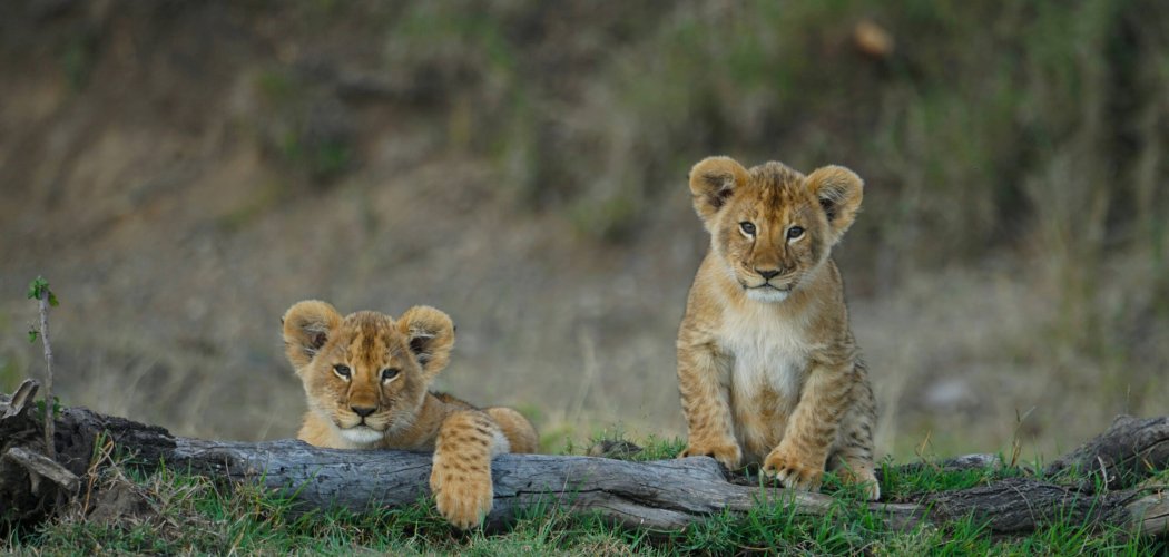 Mid-range safari with cross wild safaris at Masai Mara