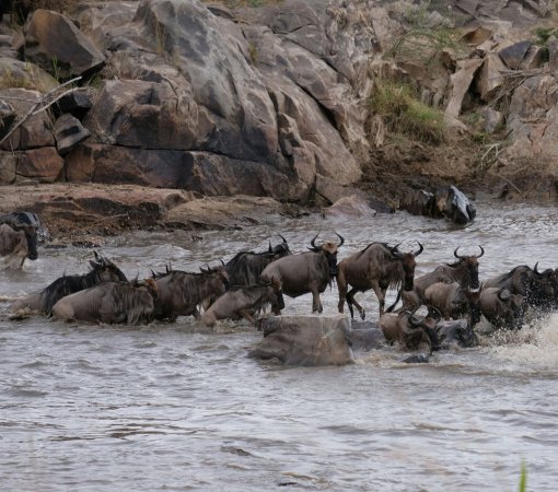 the great migration in Masai Mara