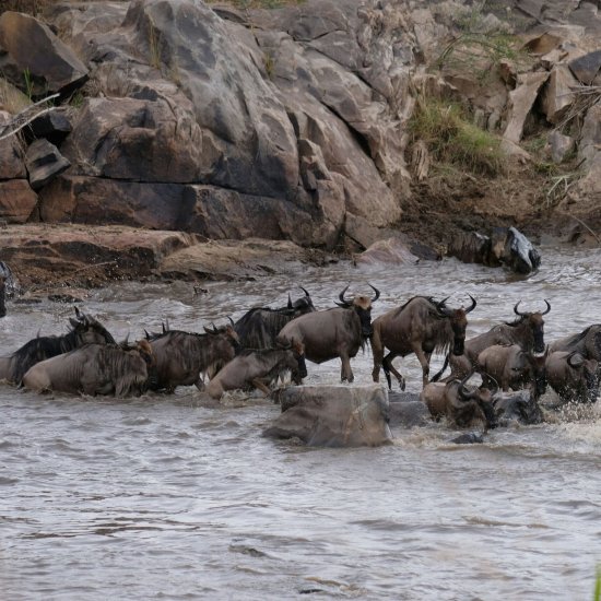 the great migration in Masai Mara