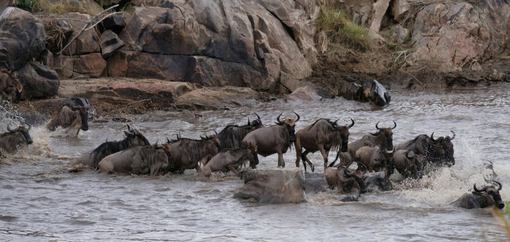 the great migration in Masai Mara