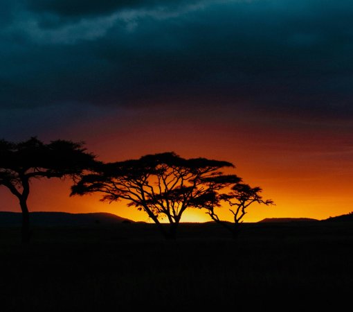 A serene and safe Kenya safari scene in the Maasai Mara at sunset - is kenya safari safe