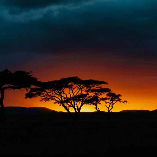 A serene and safe Kenya safari scene in the Maasai Mara at sunset - is kenya safari safe