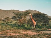 Reticulated giraffe browsing in Samburu National Reserve