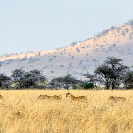 Masai Mara vs Serengeti plains on safari