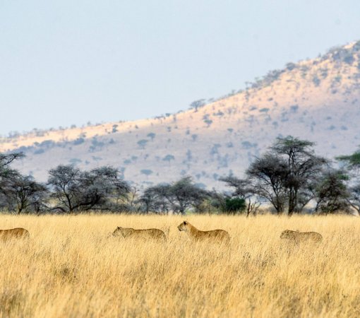 Masai Mara vs Serengeti plains on safari