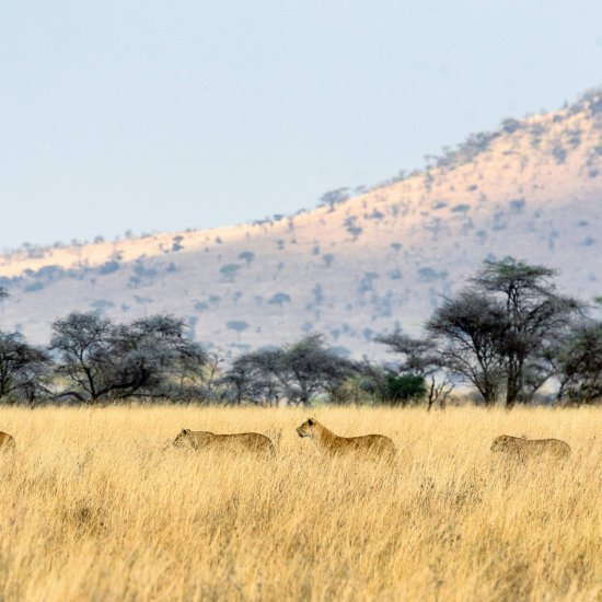 Masai Mara vs Serengeti plains on safari