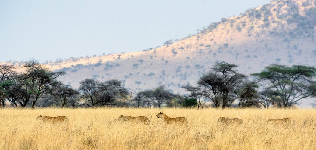 Masai Mara vs Serengeti plains on safari