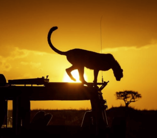 night safaris near mount Kenya with cross wild safaris