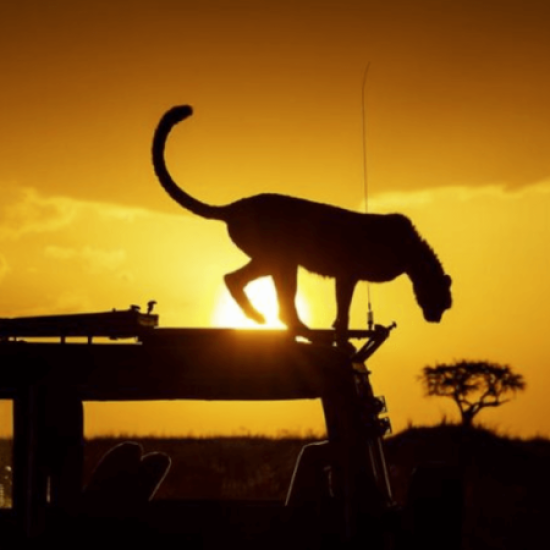 night safaris near mount Kenya with cross wild safaris