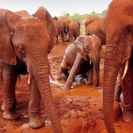 red elephants of Tsavo East National Park