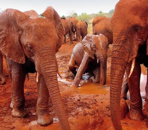 red elephants of Tsavo East National Park