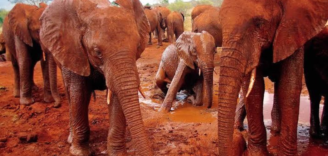 red elephants of Tsavo East National Park