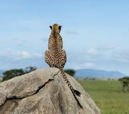 Mara North conservancy with cross wild safaris