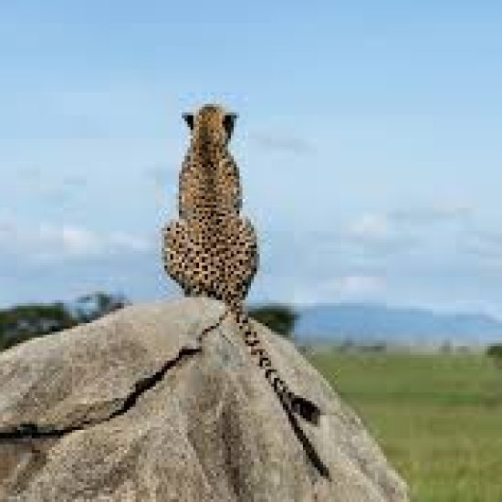 Mara North conservancy with cross wild safaris