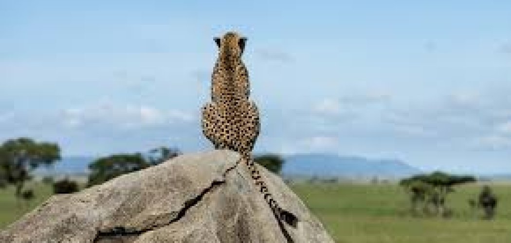 Mara North conservancy with cross wild safaris
