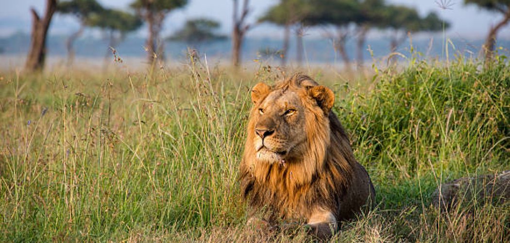 Masai Mara national reserve Kenya safari with cross wild safaris in Kenya