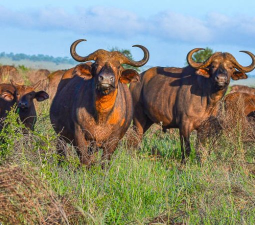 big five animals in Kenya