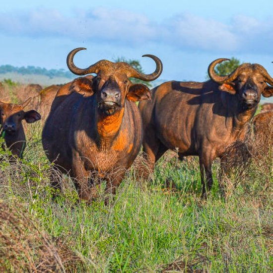 big five animals in Kenya