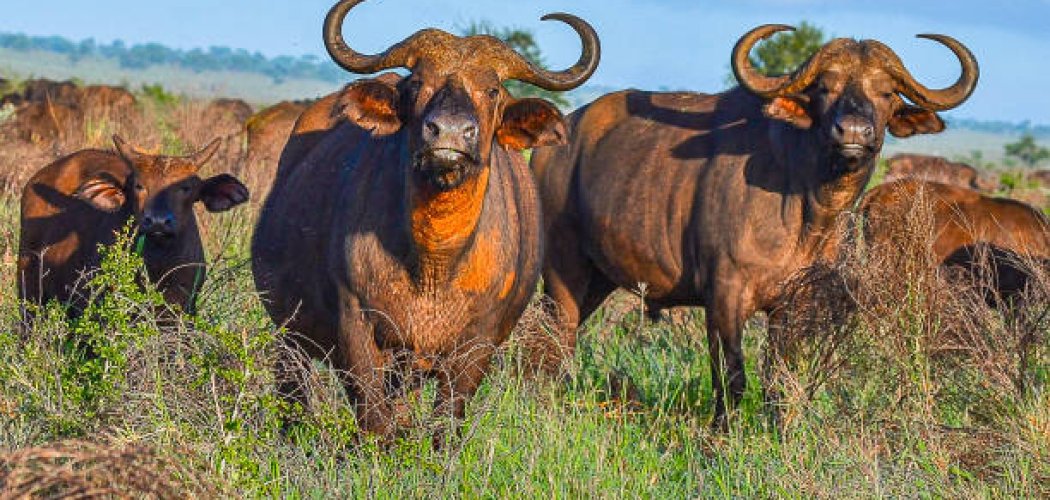 big five animals in Kenya
