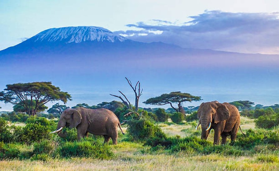 FLYING SAFARIS WITH CROSS WILD SAFARIS AT Amboseli national park in Amboseli Serena safari lodge in Kenya.