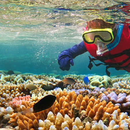 Snorkeler swimming near coral reefs in Watamu Marine National Park, Kenya