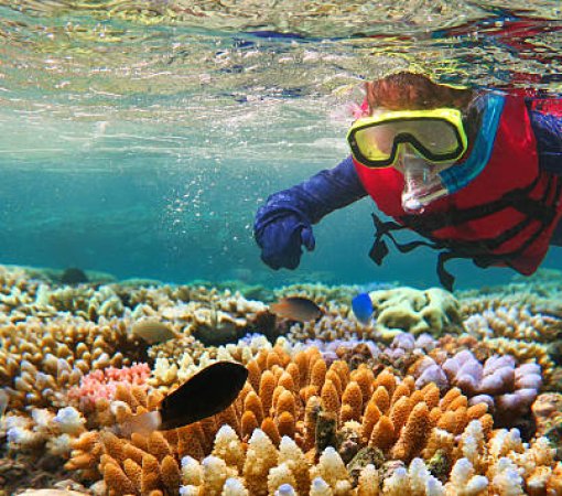 Snorkeler swimming near coral reefs in Watamu Marine National Park, Kenya