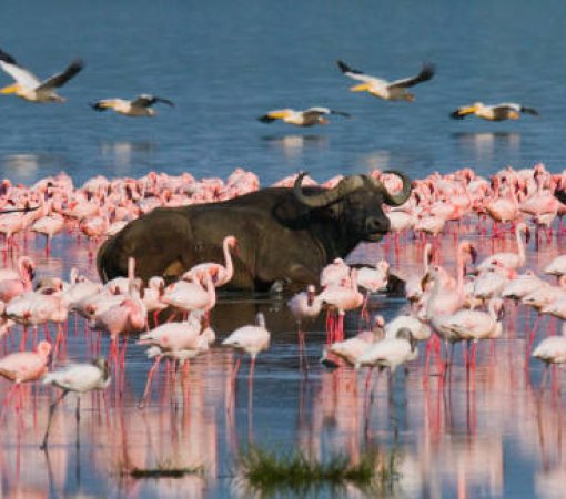 lake bogoria photo spots with cross wild safaris