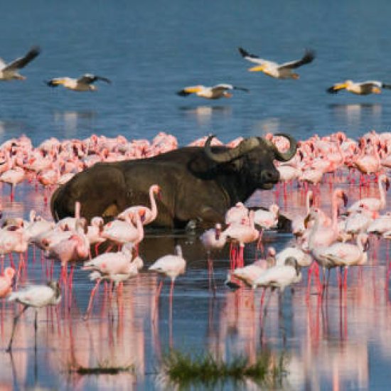 lake bogoria photo spots with cross wild safaris
