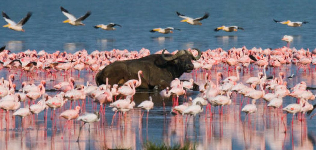 lake bogoria photo spots with cross wild safaris