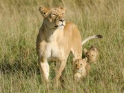 Mid-range safari with cross wild safaris at Masai Mara national reserve