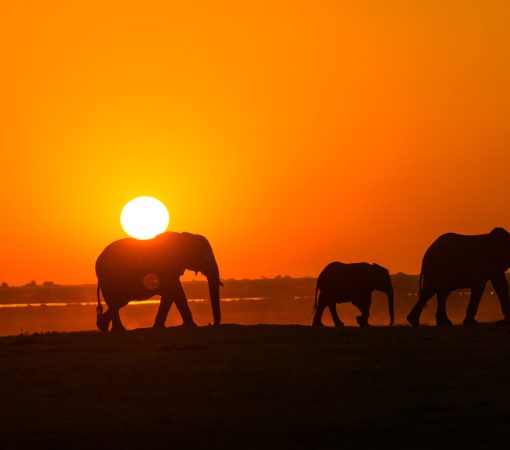 Kenya safari guide 2025