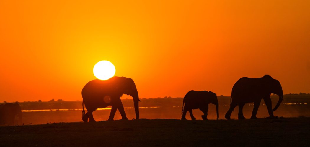 Kenya safari guide 2025