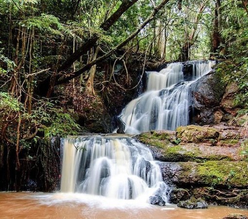 A scenic trail winding through Karura Forest, Nairobi, Kenya.