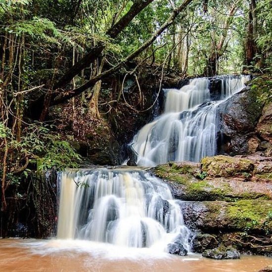 A scenic trail winding through Karura Forest, Nairobi, Kenya.