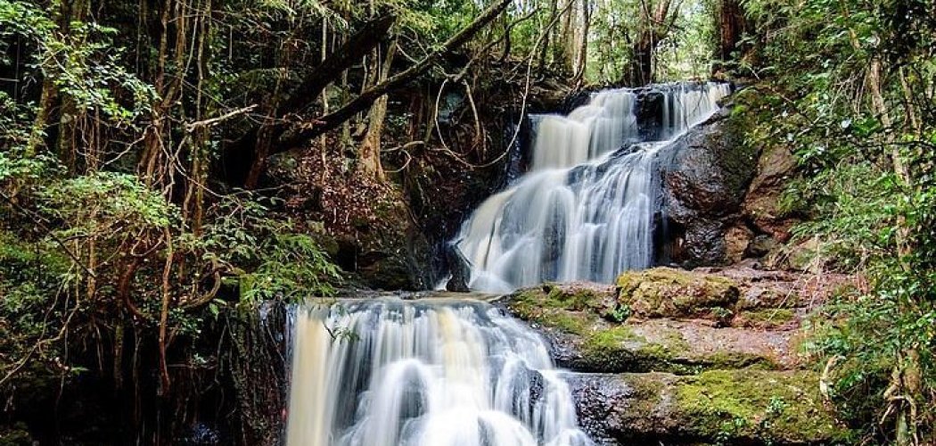 A scenic trail winding through Karura Forest, Nairobi, Kenya.