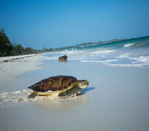 FLYING SAFARIS WITH CROSS WILD SAFARIS AT MOMBASA IN KENYA