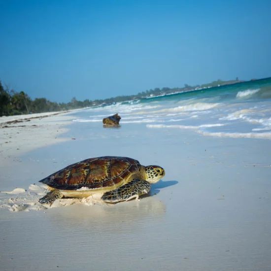 FLYING SAFARIS WITH CROSS WILD SAFARIS AT MOMBASA IN KENYA