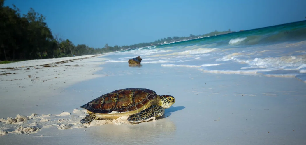 FLYING SAFARIS WITH CROSS WILD SAFARIS AT MOMBASA IN KENYA