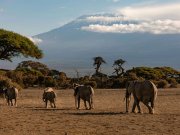 Bush and beach safari with cross wild at Amboseli national park in Kenya