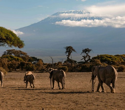 Bush and beach safari with cross wild at Amboseli national park in Kenya