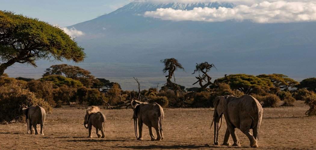 Bush and beach safari with cross wild at Amboseli national park in Kenya