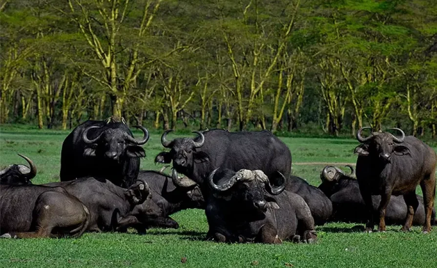 lake-elementaita-wildlife-sanctuary-african-buffalo