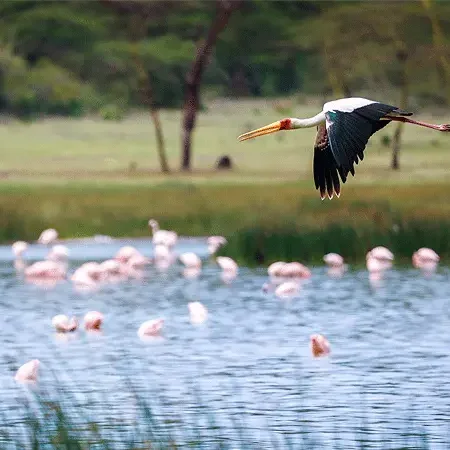 lake-elementaita-wildlife-santuary-stork-in-flight