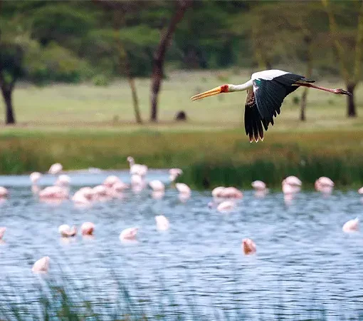 lake-elementaita-wildlife-santuary-stork-in-flight
