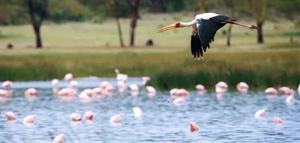 lake-elementaita-wildlife-santuary-stork-in-flight