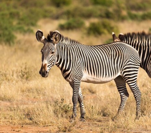 zebras on a safari with cross wild safaris