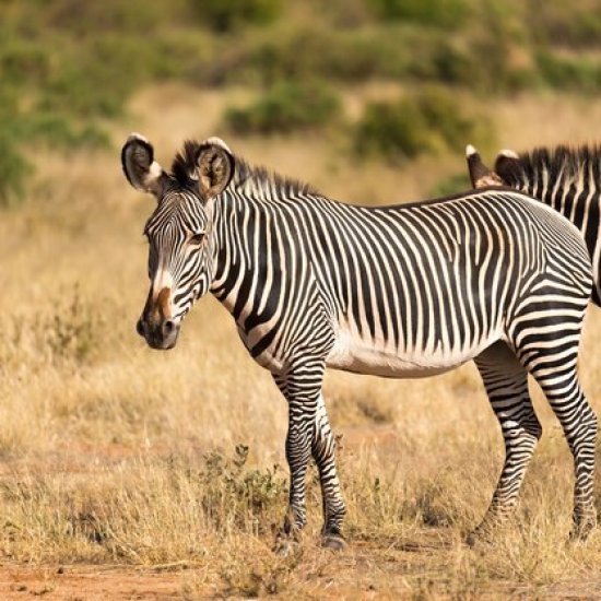 zebras on a safari with cross wild safaris