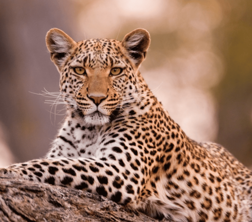 leopard at Masai Mara national reserve Kenya safari with cross wild safaris in Kenya