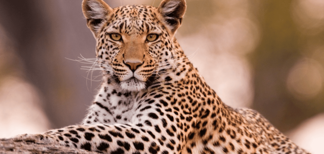 leopard at Masai Mara national reserve Kenya safari with cross wild safaris in Kenya