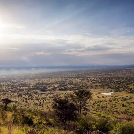 Discover Loisaba conservancy with cross wild safaris
